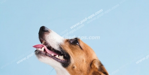 عکس با کیفیت تبلیغاتی سگ با نژاد رت تریر با بک گراند آبی