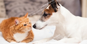 عکس با کیفیت تبلیغاتی سگ و گربه زیبا نشسته در کنار هم