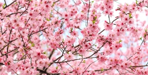 عکس با کیفیت تبلیغاتی درخت شکوفه های کوچک صورتی زیبا