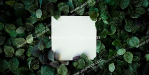 عکس با کیفیت تبلیغاتی یک برگه ی سفید مربع شکل در لا به لای برگ ها