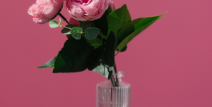 عکس با کیفیت گل رز درون فنجون