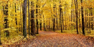دانلود عکس و تصویر با کیفیت بالا و زیبای درختان در پاییز و برگ ها به رنگ زرد