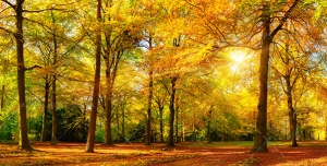 دانلود عکس و تصویر با کیفیت بالا و زیبای تابیده شدن نور خورشید از لابه به لای درختان پاییزی