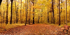 دانلود عکس و تصویر با کیفیت بالا و زیبای نیمکت چوبی در دل جنگل پاییزی و درختان با برگ های زرد و نارنجی