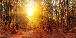 دانلود عکس و تصویر با کیفیت بالا و زیبای پرتوهای نور زرد خورشید در لا به لای شاخه ها و برگ های نارنجی درختان