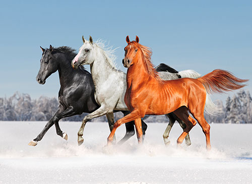 عکس با کیفیت از اسب های زیبا و وحشی در سه رنگ سیاه ، سفید و