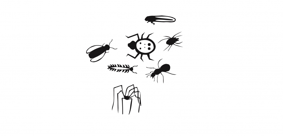 حشرات